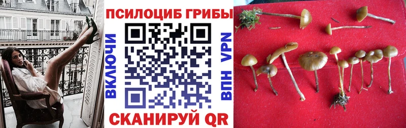 Псилоцибиновые грибы Psilocybe  Туран 